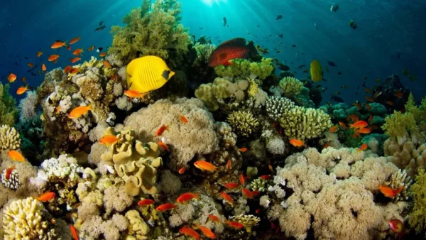 Scuba Diving in Goa