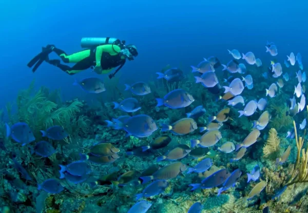 Scuba Diving in Goa - Image 5