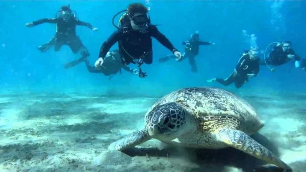 Scuba Diving in Goa - Image 4